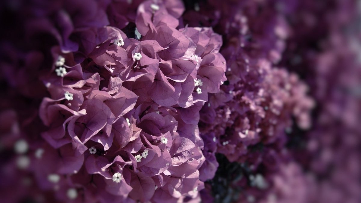 Приора БПАН