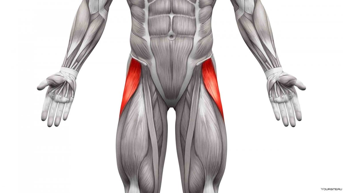 Анатомия прямой мышцы бедра