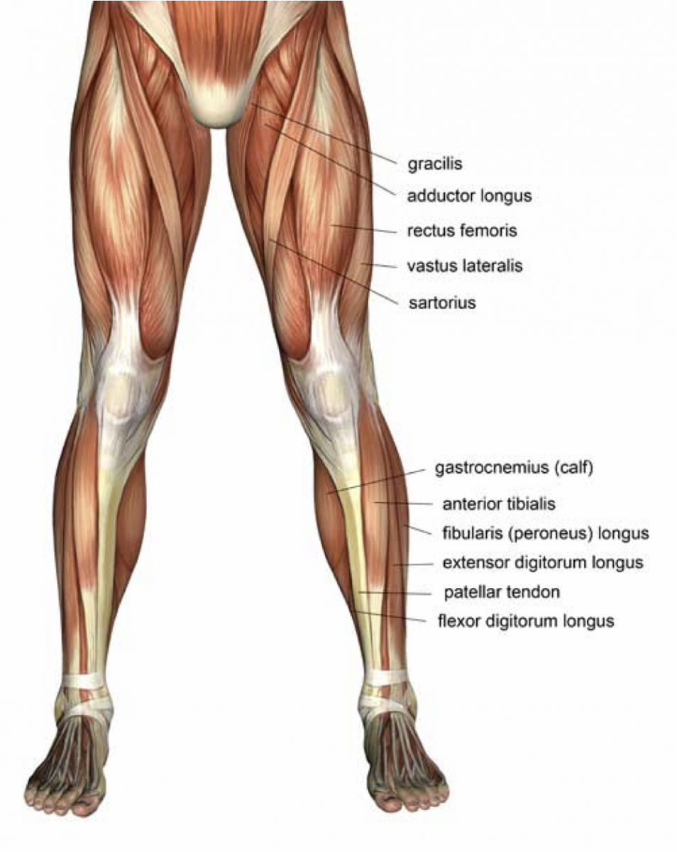 Мышцы нижней конечности вид спереди