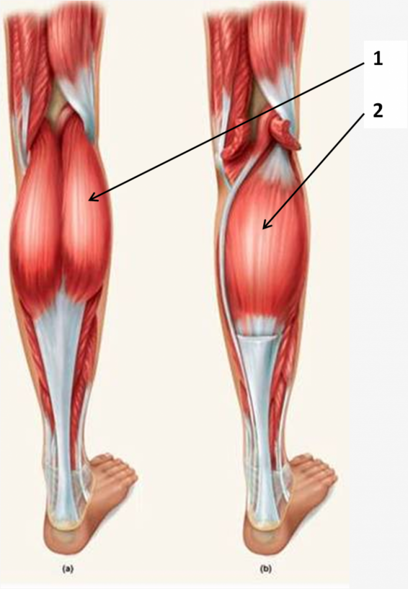 Икроножная мышца какая ткань. Камбаловидная мышца (m.Soleus). Икроножная мышца бедра анатомия. Soleus мышца голени. M gastrocnemius мышца.