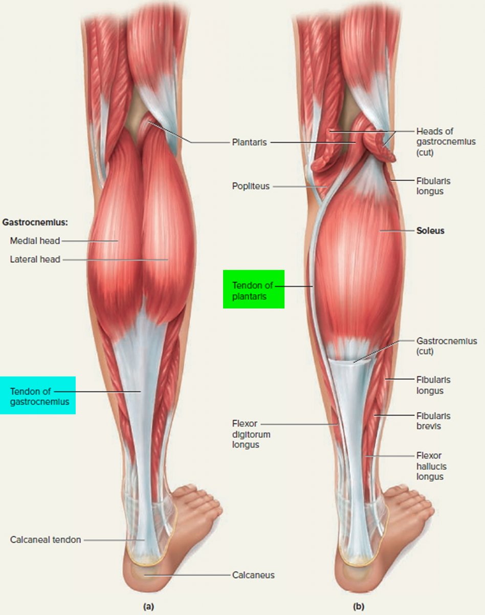 Мышцы голени и стопы анатомия