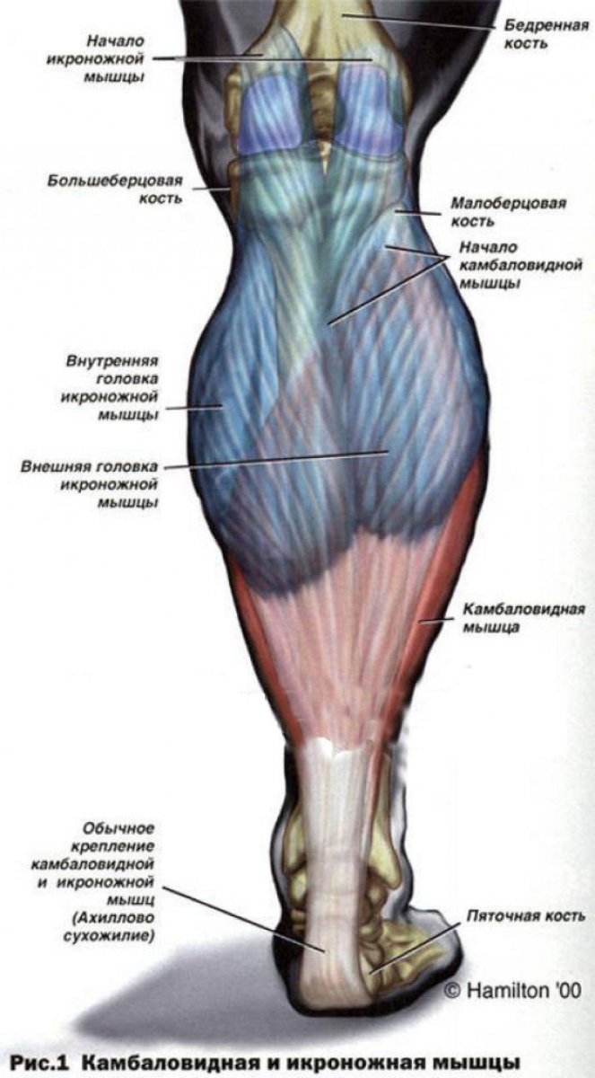 Камбаловидная мышца фото