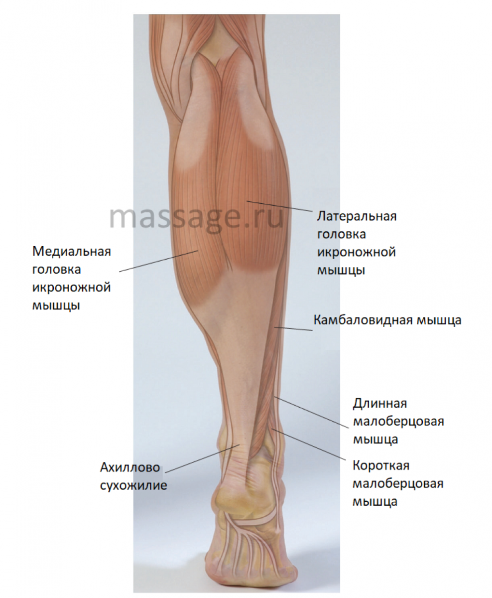 Анатомия мышцы ног Хэмптон