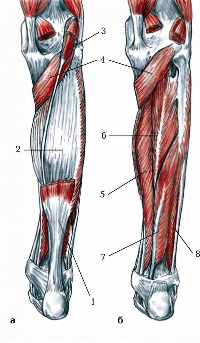 Икроножная и камбаловидная мышцы