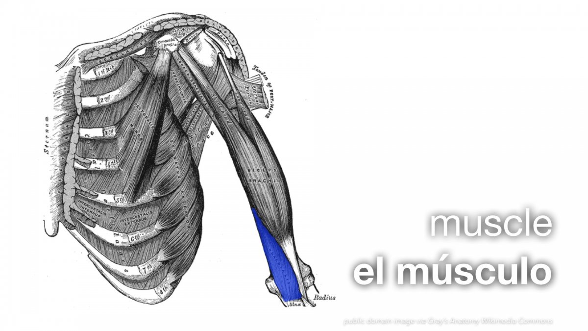 Musculus biceps brachii анатомия