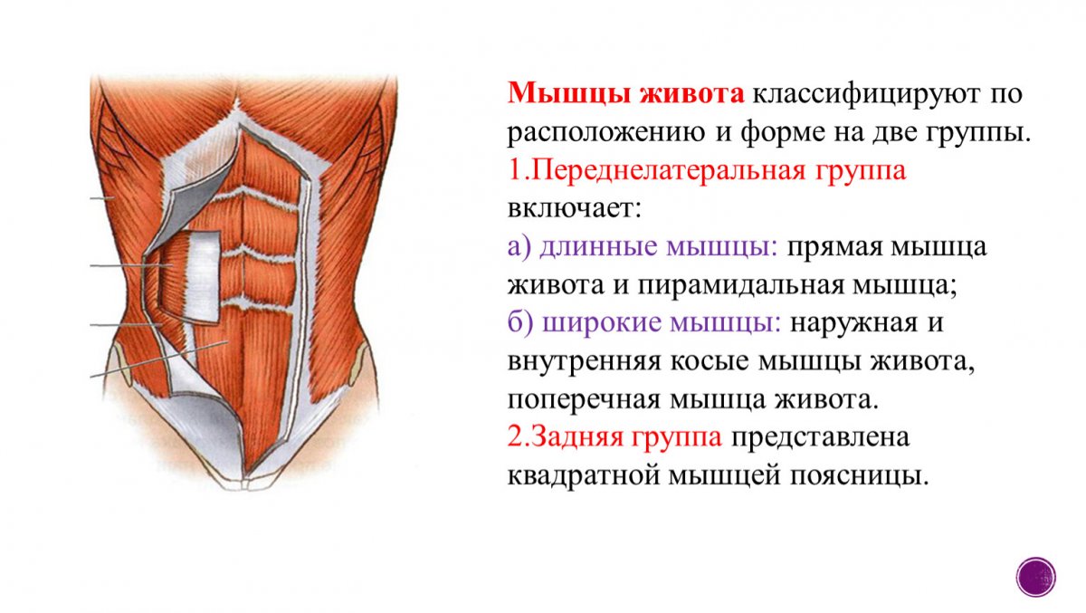 Классификация мышц живота