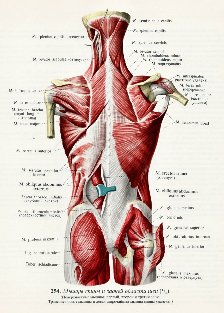 Мышцы спины Неттер