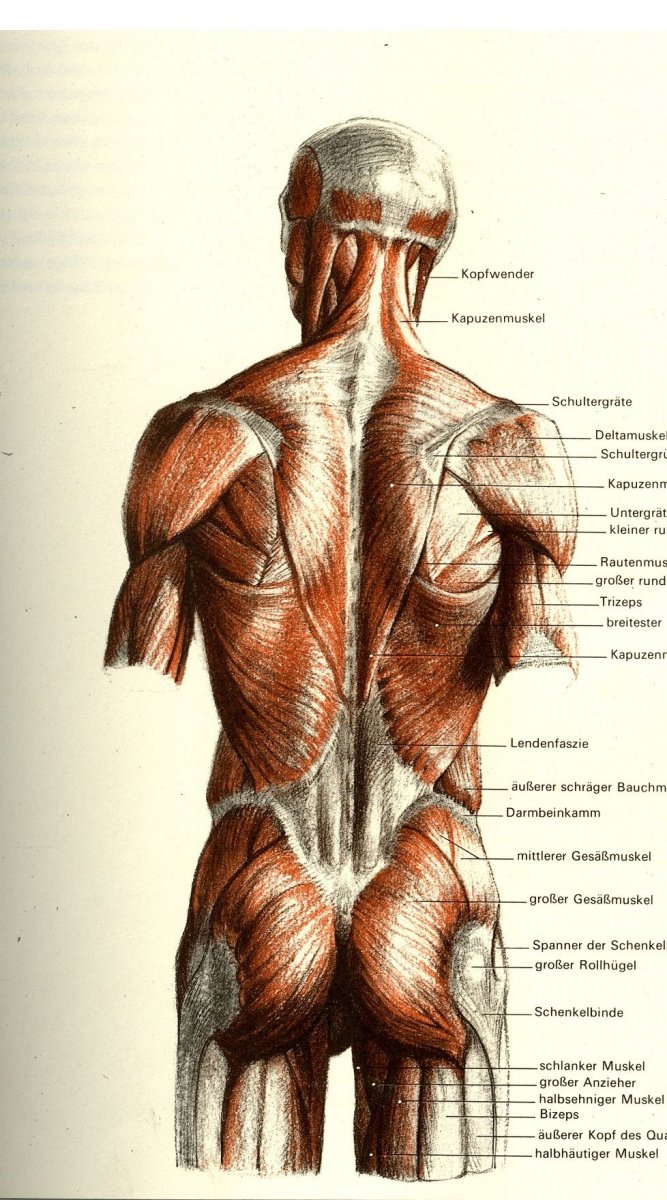 Мышцы спины Баммес