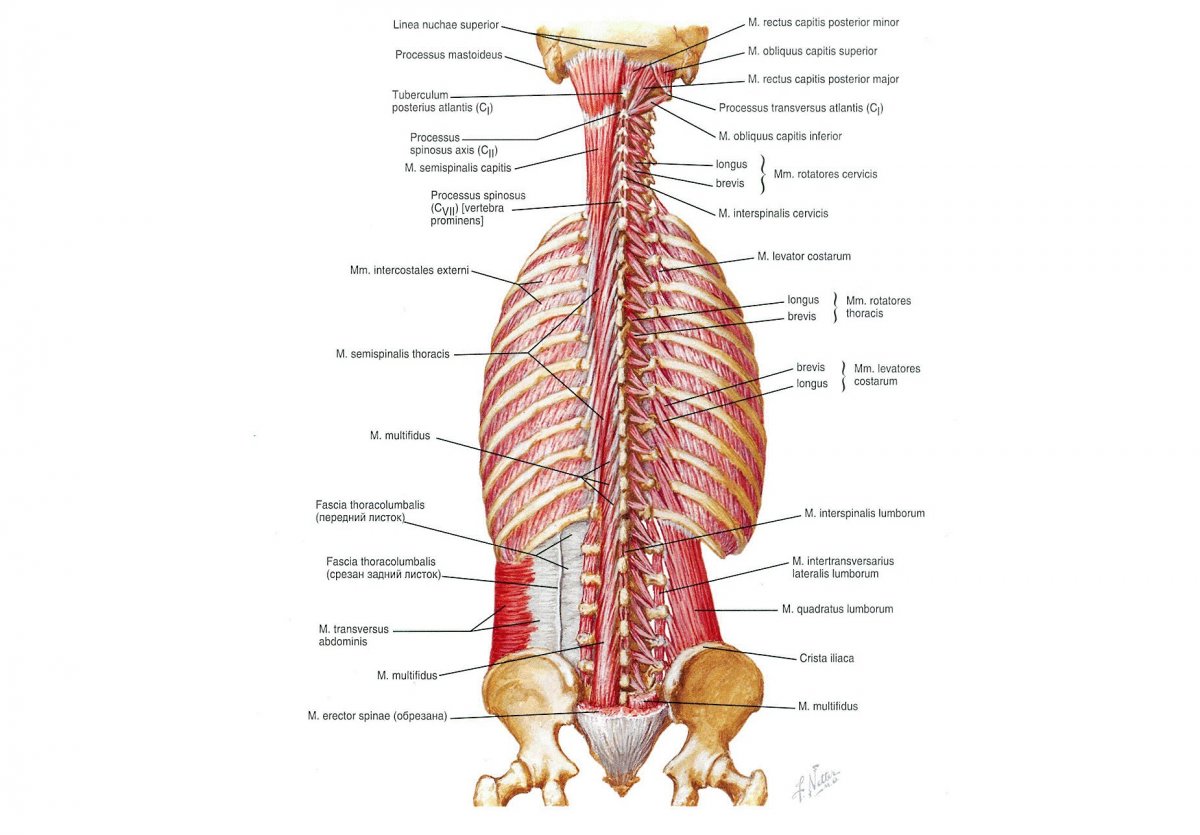 Трапециевидная мышца вид спереди