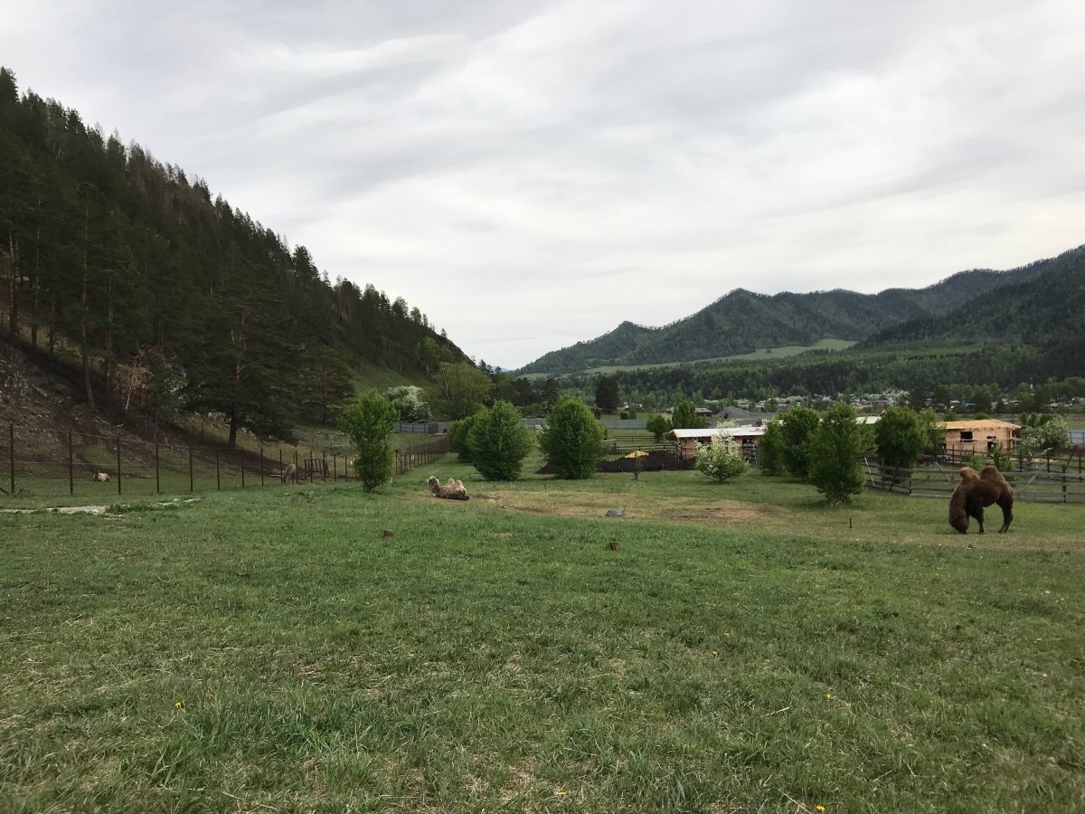 Лохматая ферма горный Алтай