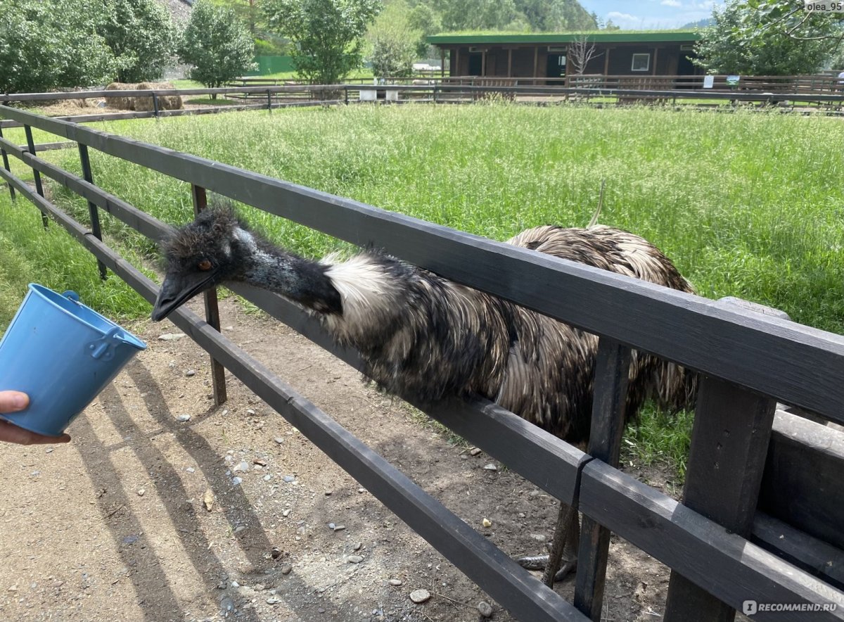 Узнезя зоопарк