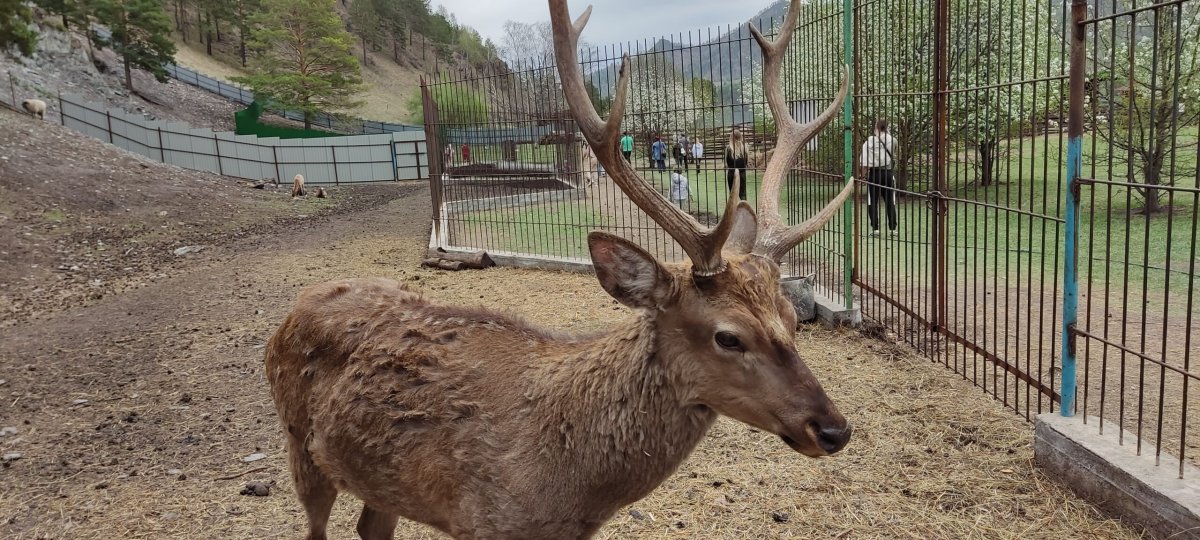 Зубровый питомник горный Алтай