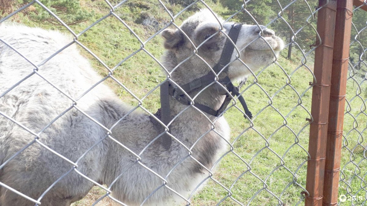 Лохматая ферма горный Алтай Чемал