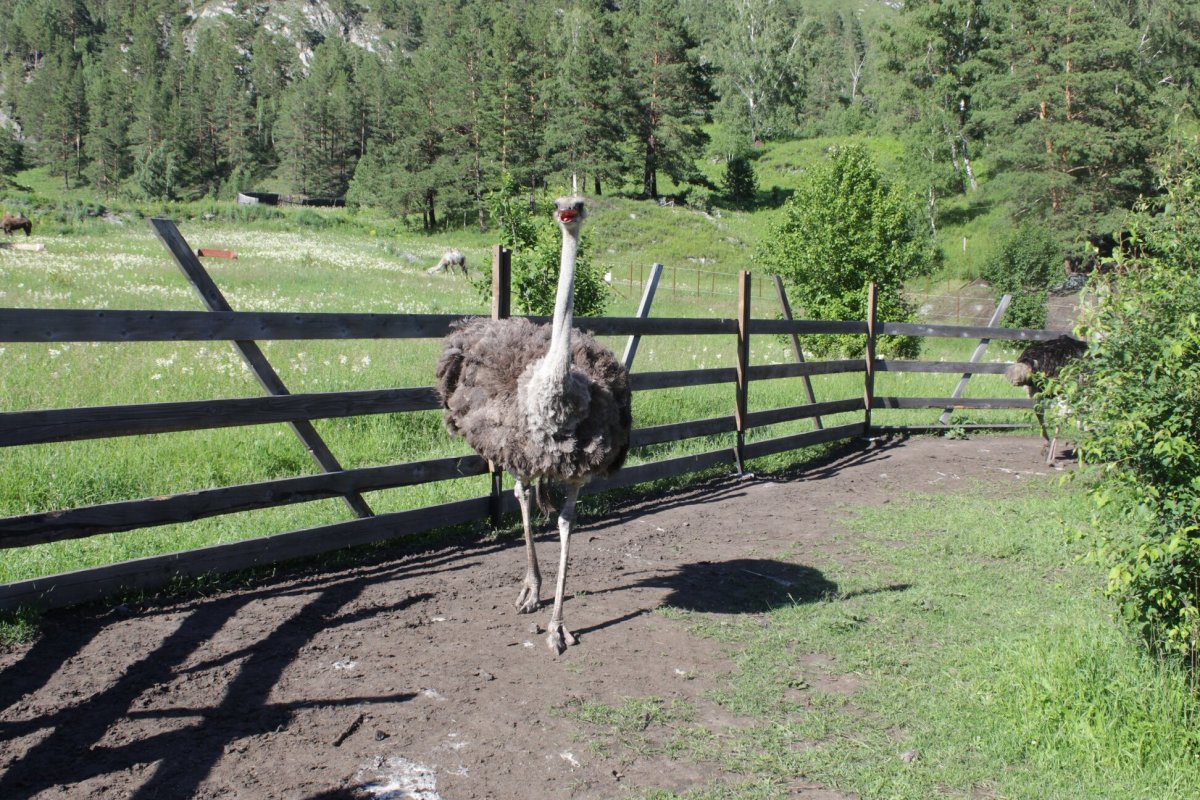 Лохматая ферма горный Алтай