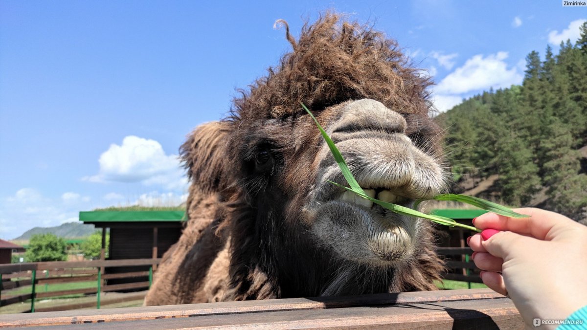 Узнезя зоопарк