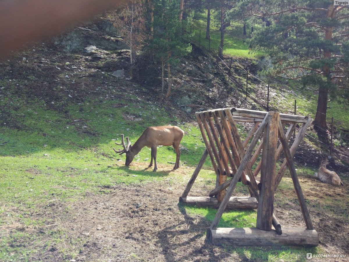 Информация про лохматую ферму информация