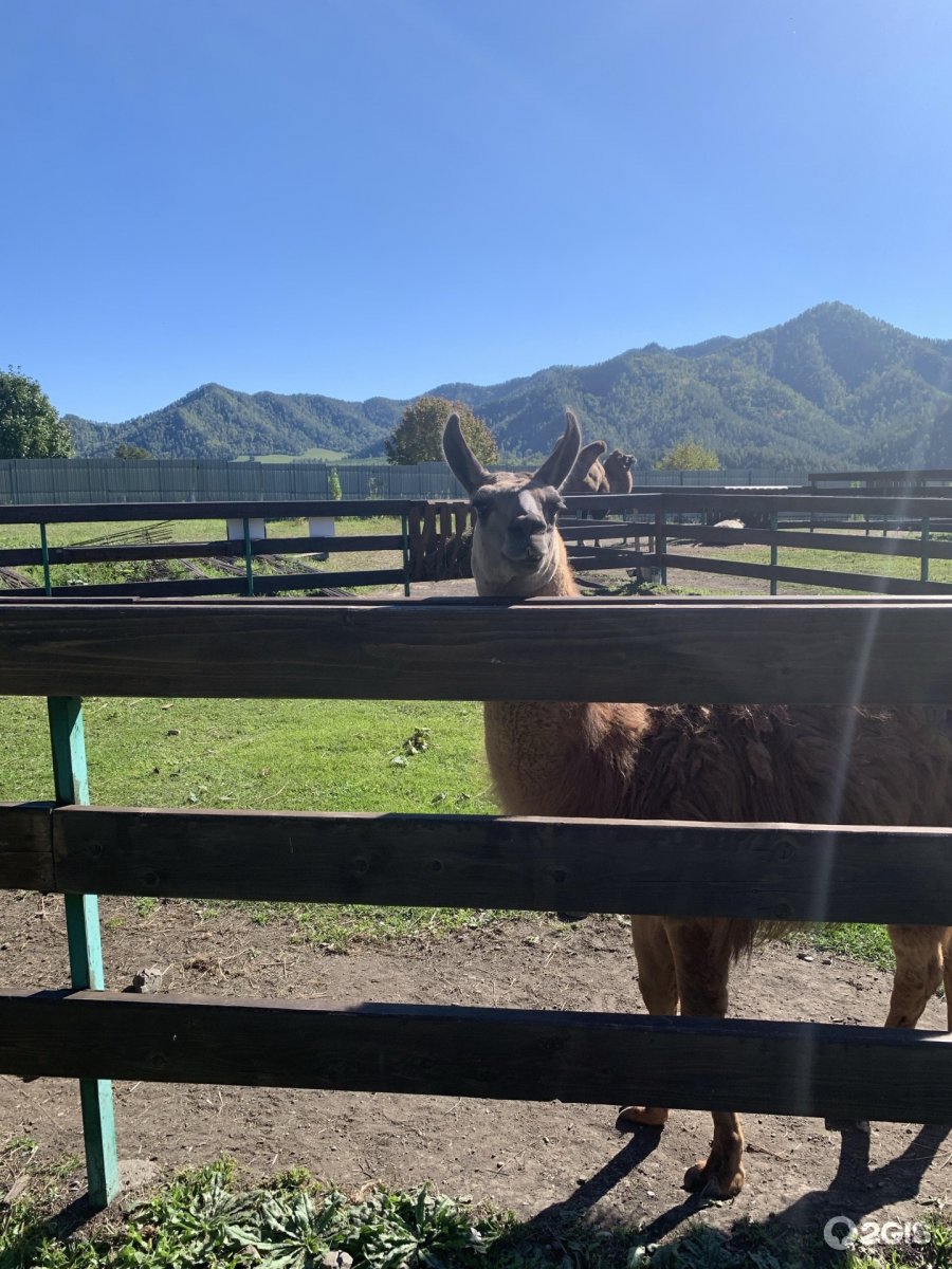 Лохматая ферма Чемал