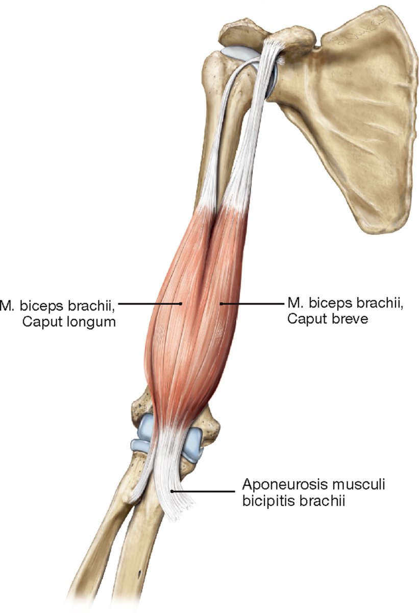 Biceps brachii мышца