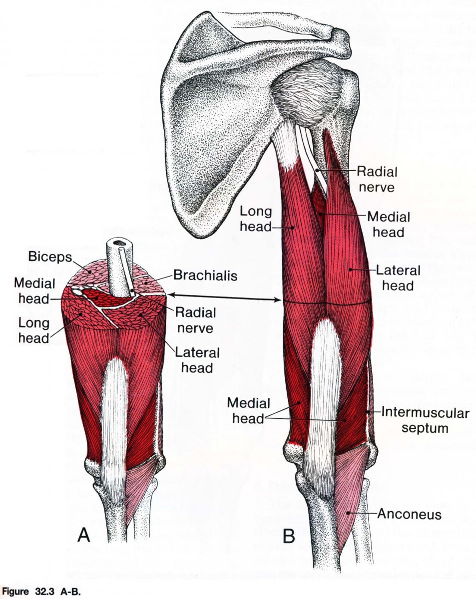 Трёхглавая мышца плеча, m. Triceps brachii: