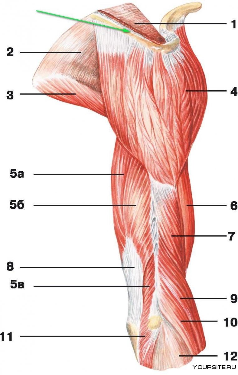 Мышцы плеча и предплечья анатомия