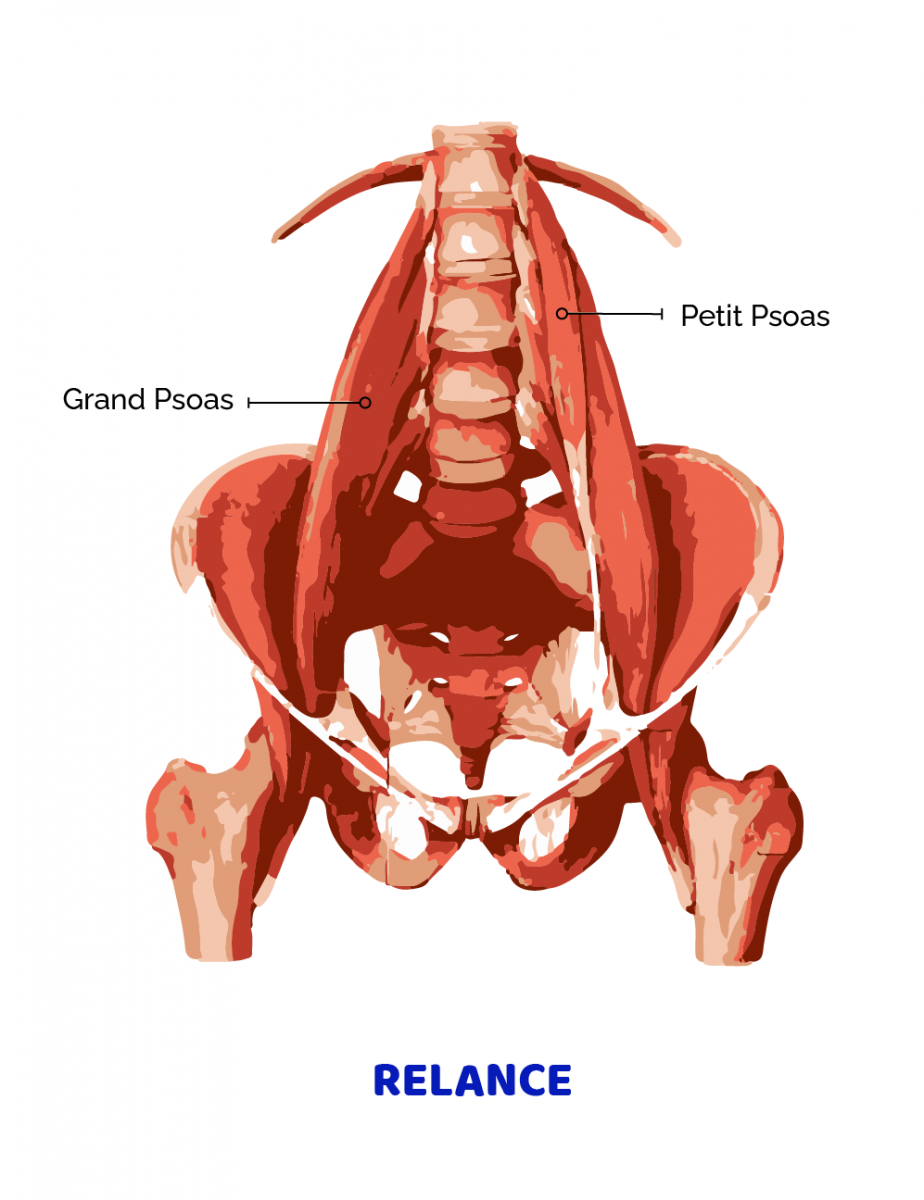 Quadratus Lumborum