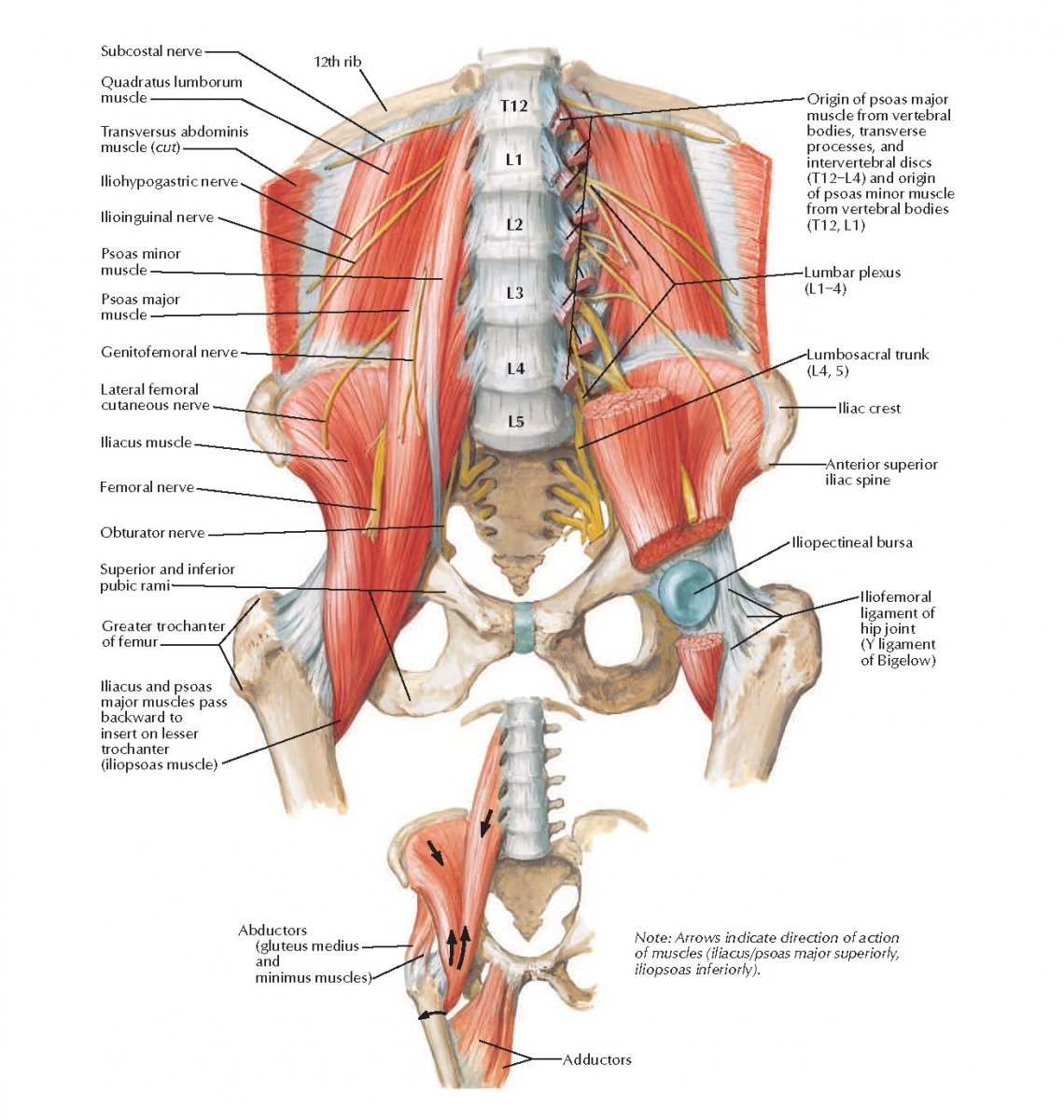 PSOAS Major мышца