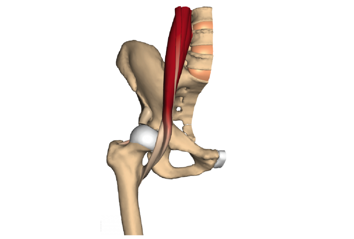Musculus PSOAS Major анатомия