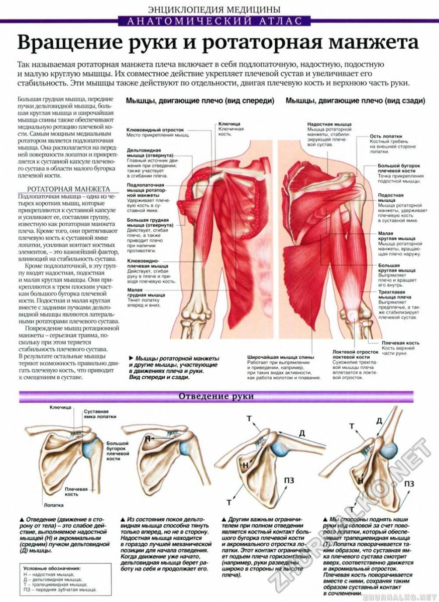 Мышцы ротаторной манжеты плечевого сустава