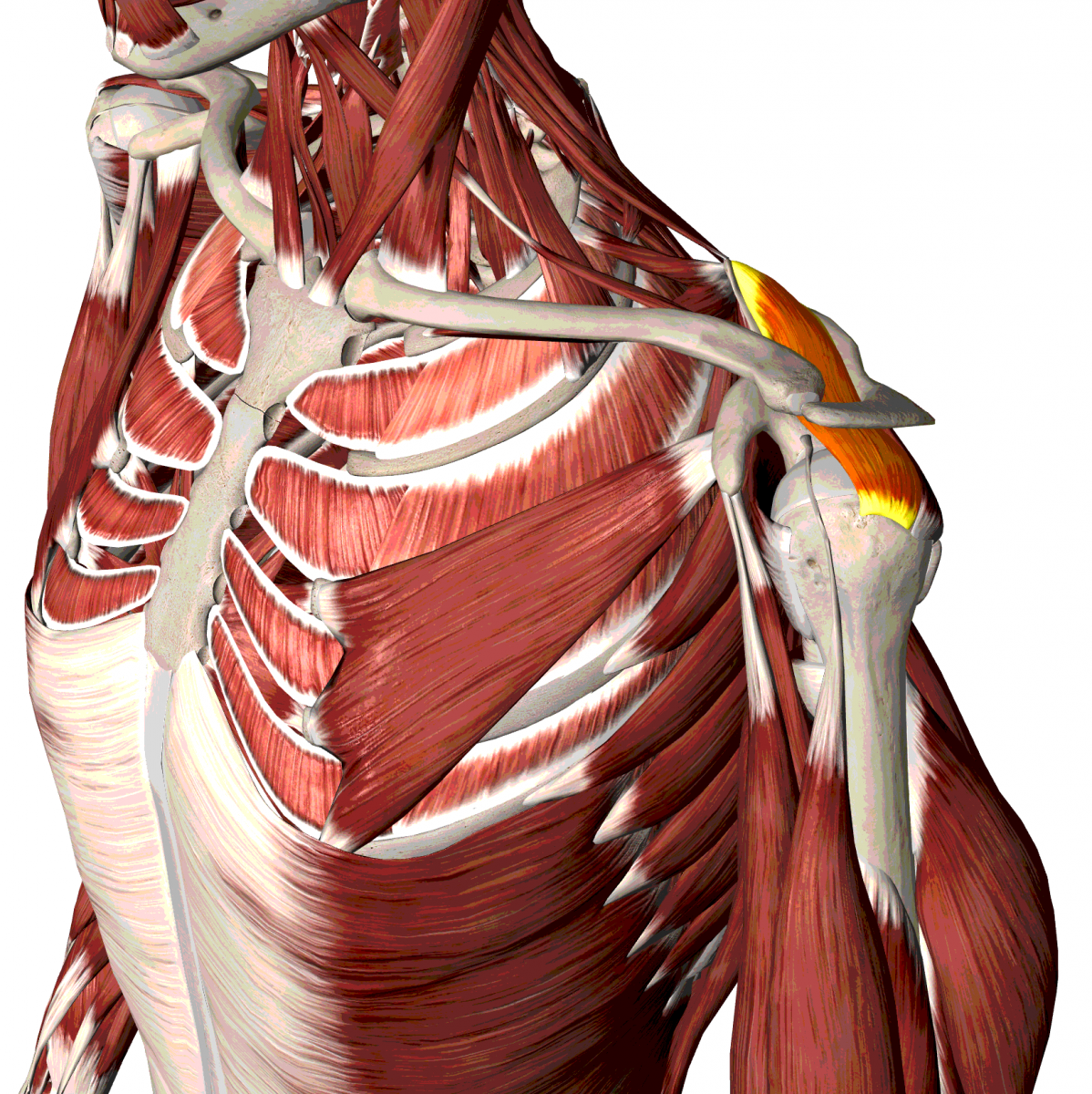 Мышцы плечевого сустава человека и связки анатомия