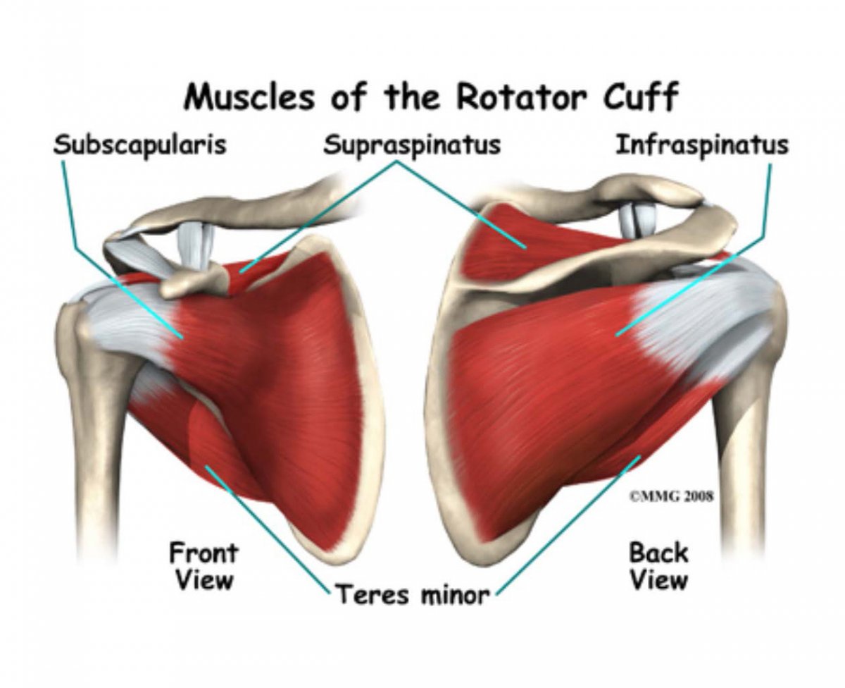 Сухожилия поддостной мышцы плечевого сустава
