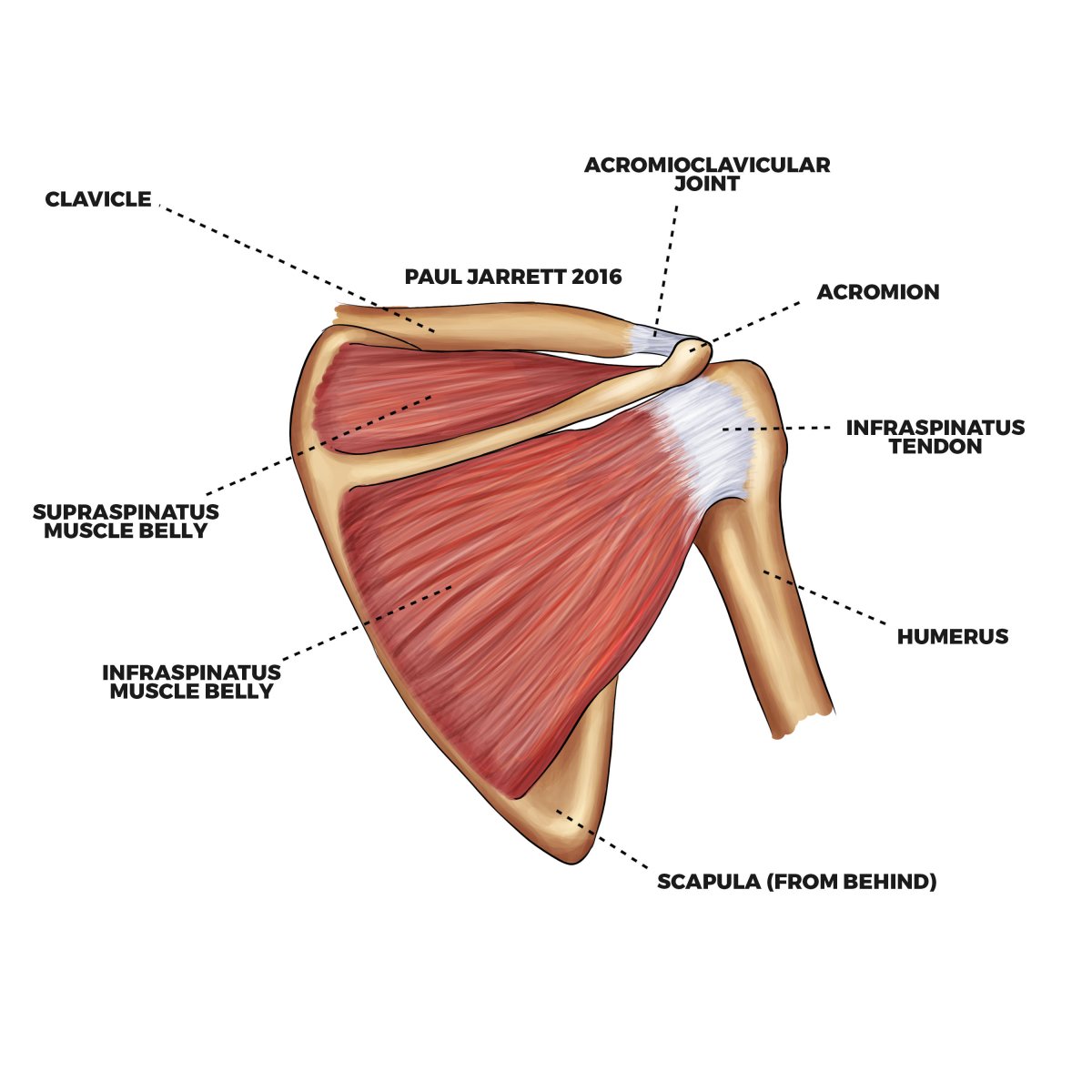 Подлопаточная мышца плеча