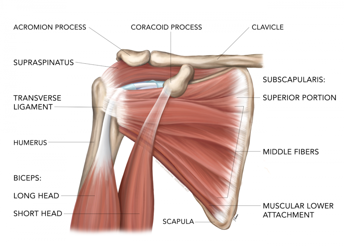 Надостная мышца плечевого сустава анатомия