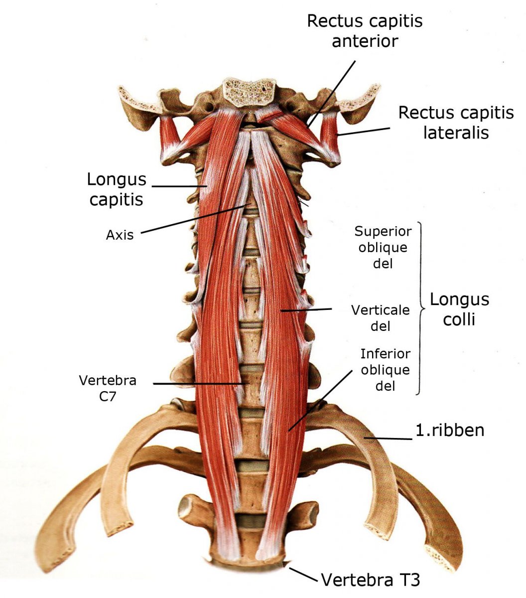 Длинная мышца шеи (m. Longus Colli)