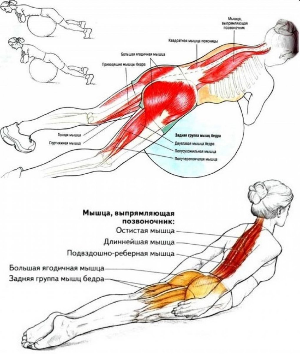 Мышцы разгибатели спины упражнения