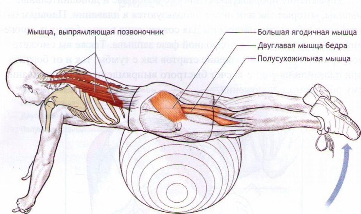 Мышца разгибающая позвоночник упражнения