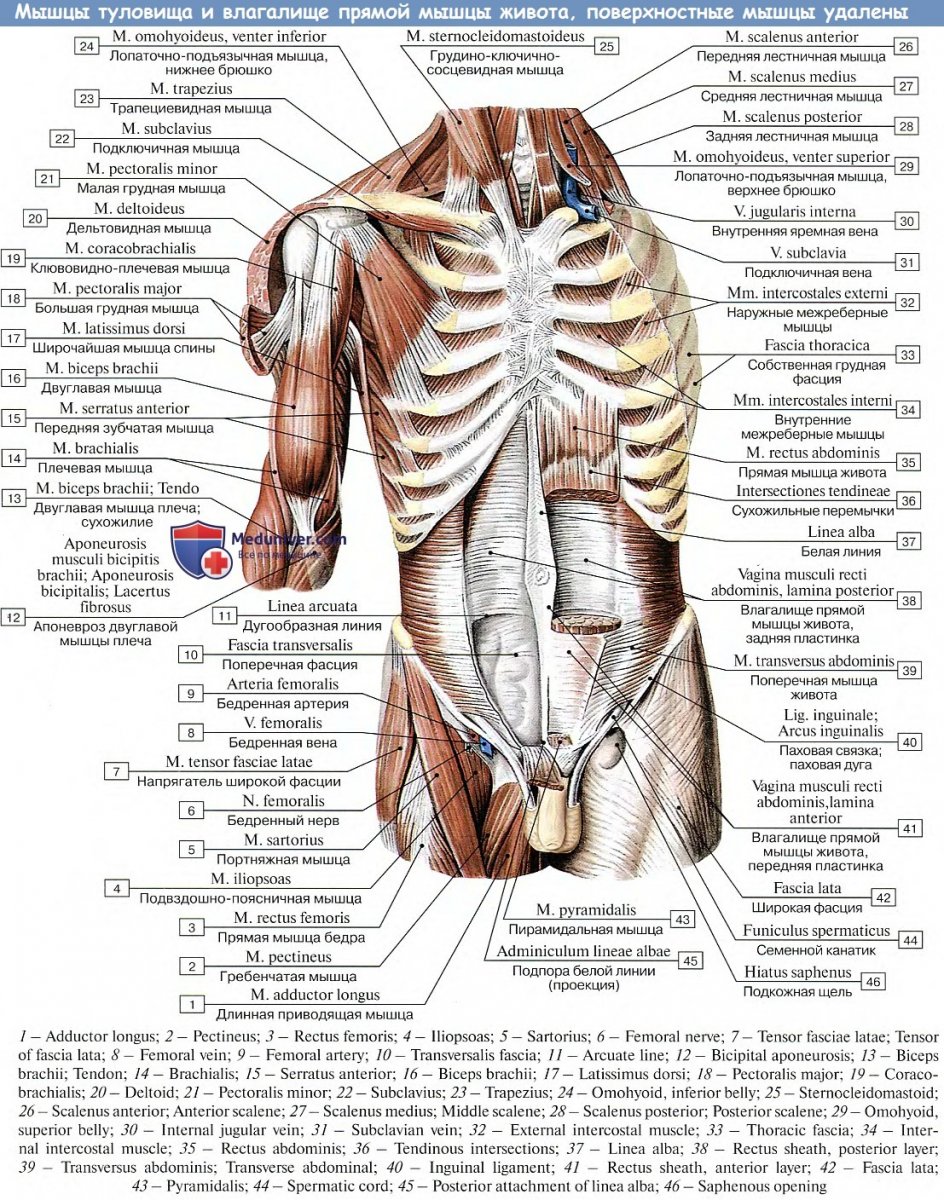 Схема анатомий мышц туловища