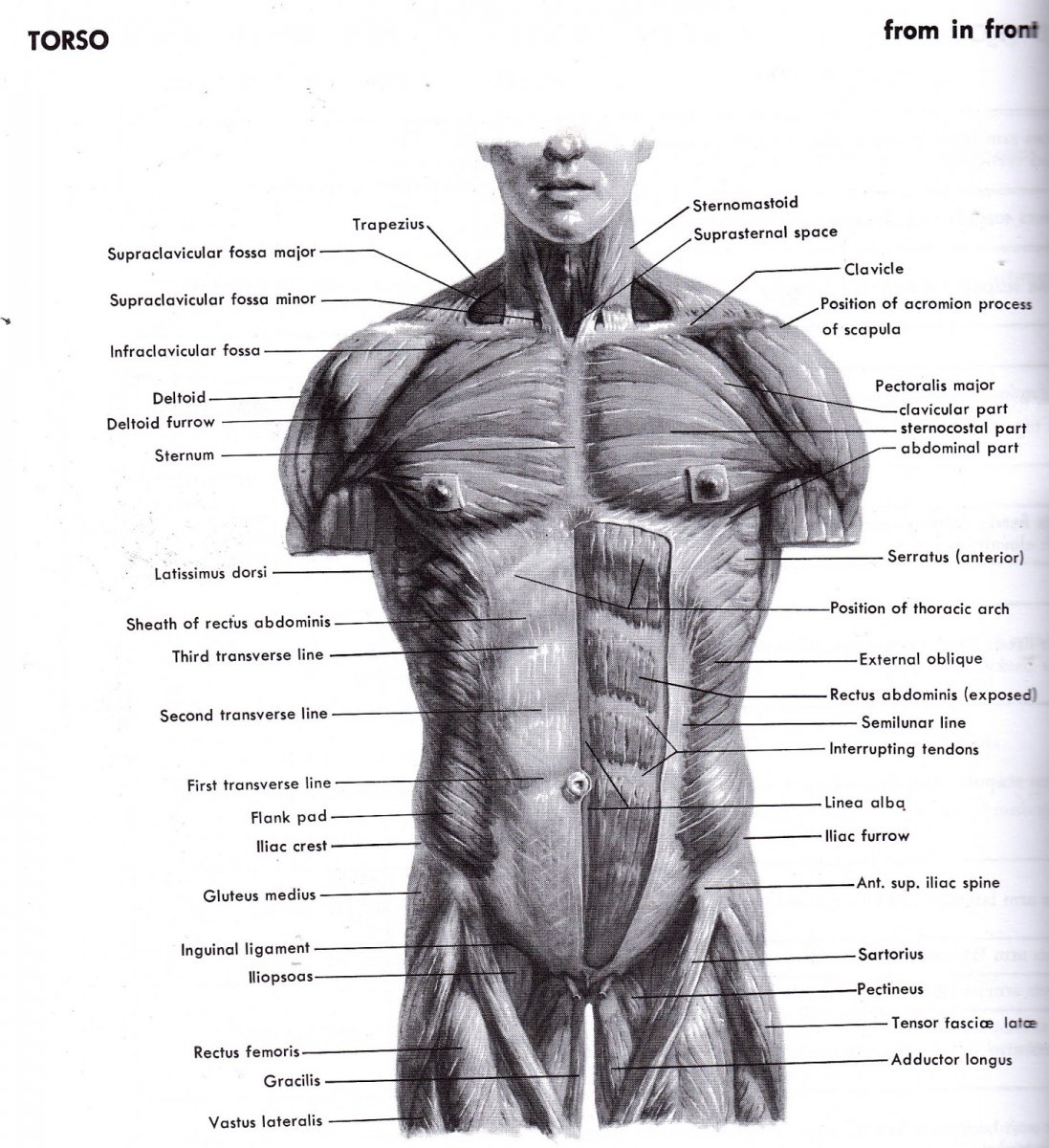 Пластическая анатомия художников мышцы
