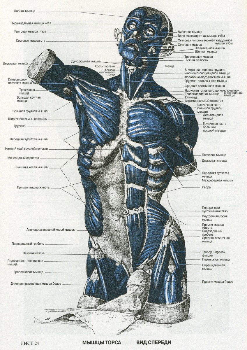 Атлас анатомии человека костно мышечная система