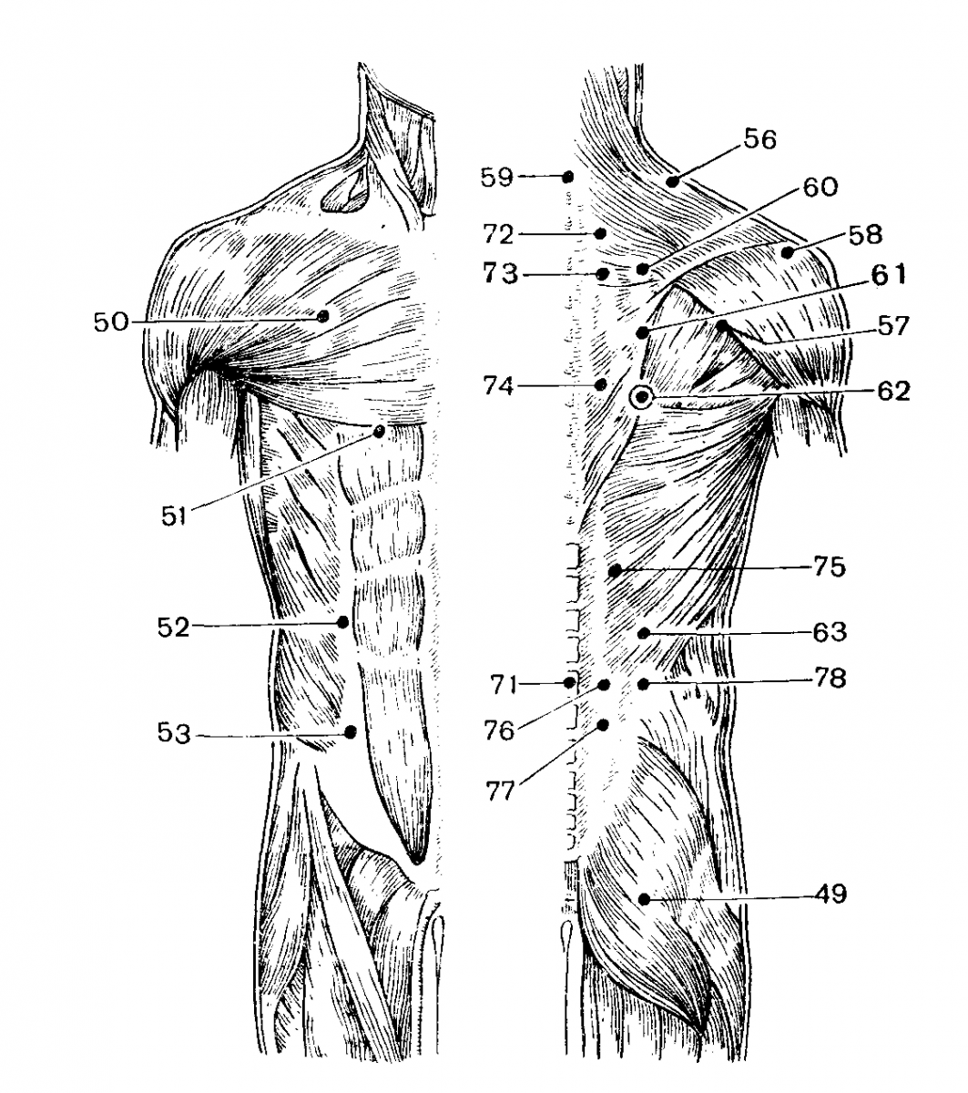 Строение мышц человека чб