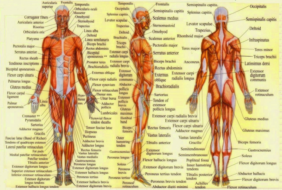 Референсы анатомия мышцы