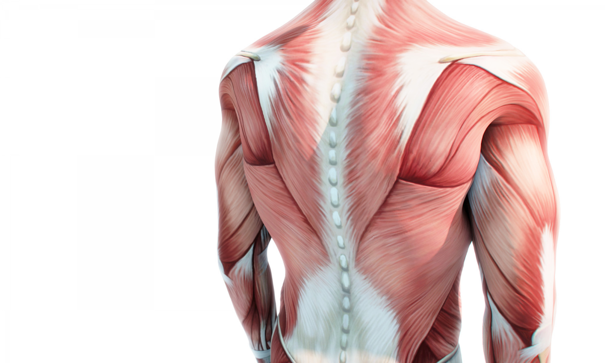Мышцы спины анатомия человека