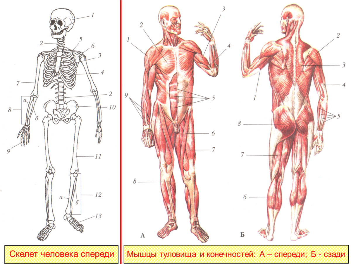 Опорно двигательная система нижних конечностей. Мышцы туловища и конечностей 8 класс биология. Опорно двигательная система скелет человека анатомия. Мышцы туловища и конечностей 8 класс биология драгомилов.
