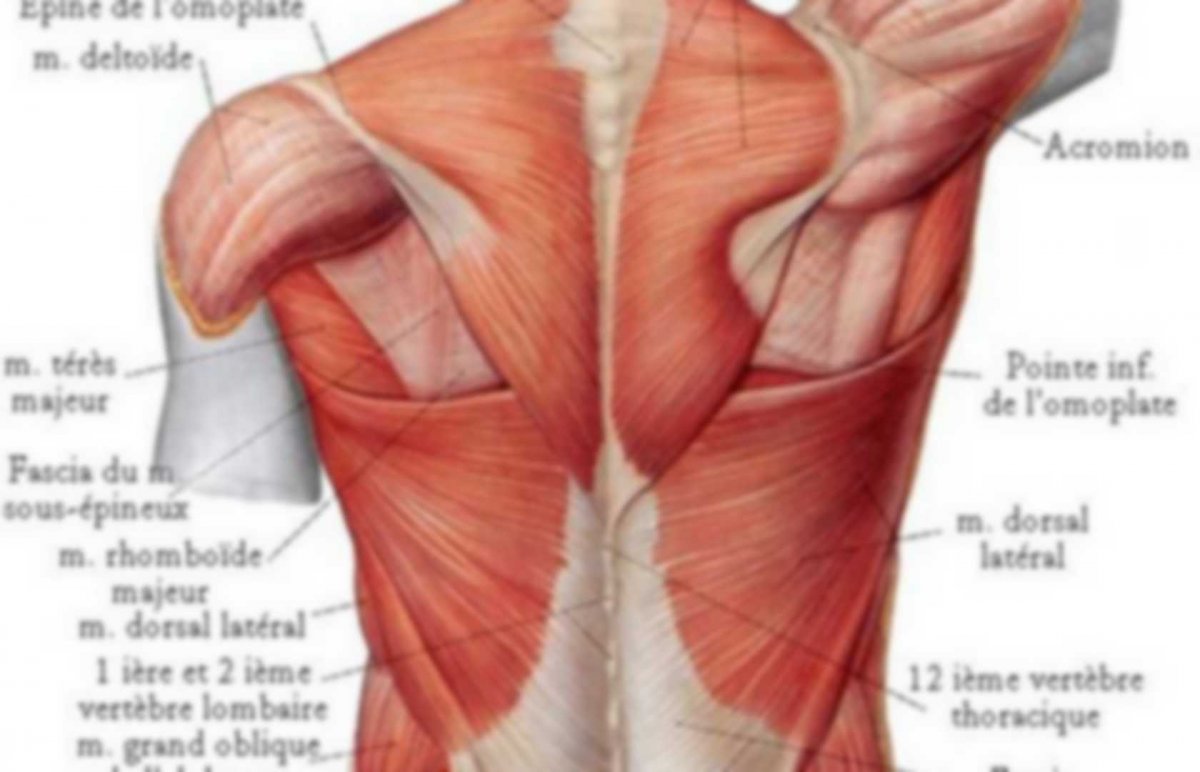 Мышцы разгибатели спины анатомия
