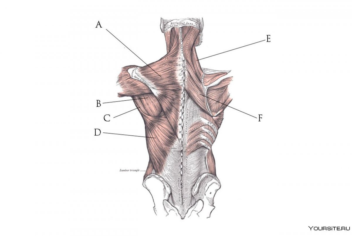 Мышцы спины трапециевидная мышца
