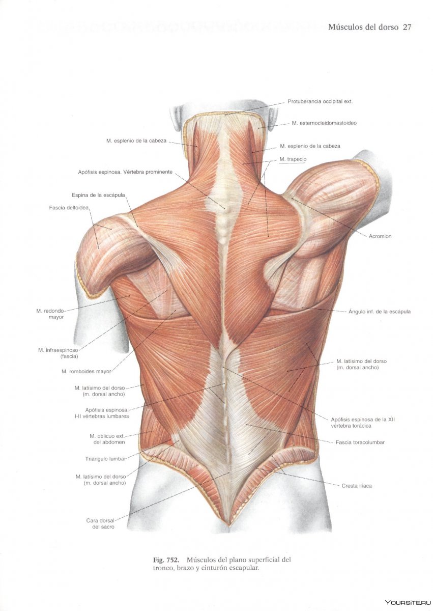 Анатомия спины сзади