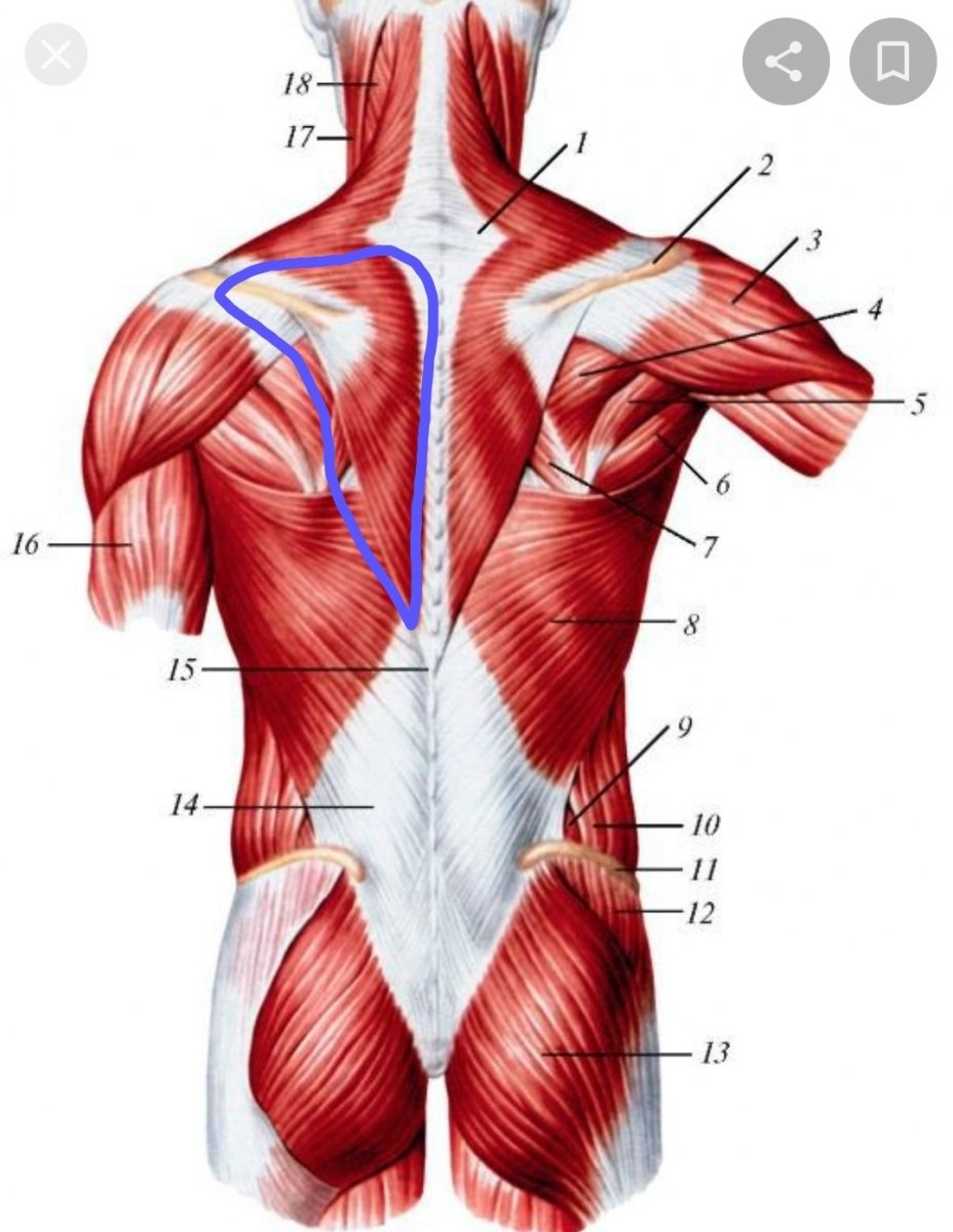 Мышцы спины анатомия Синельников