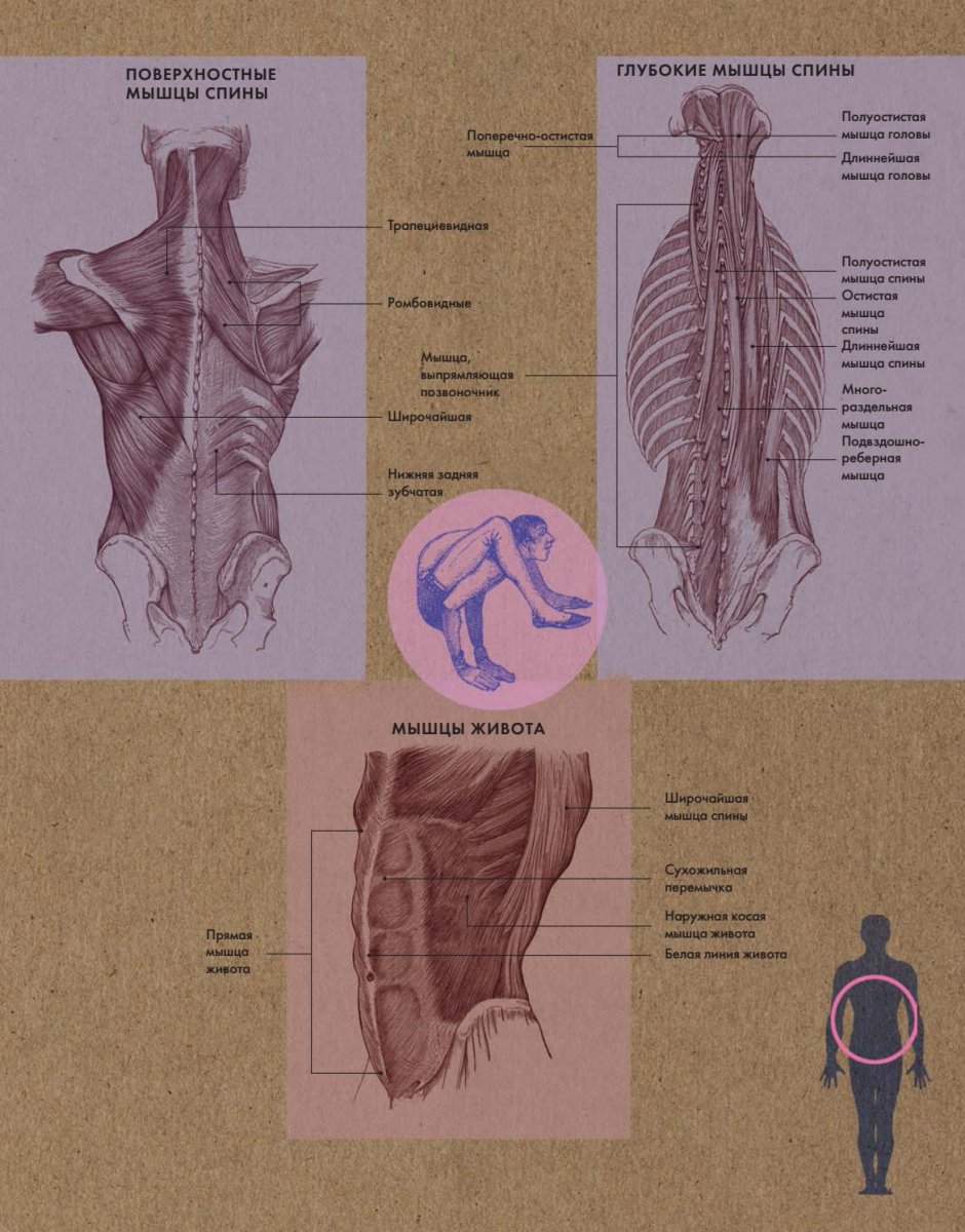 Строение спины сзади у человека нервы и мышцы