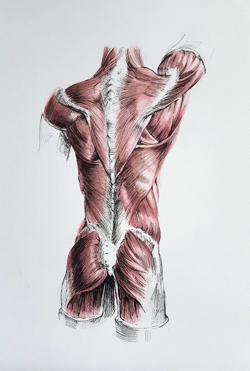 Анатомия спины женщины