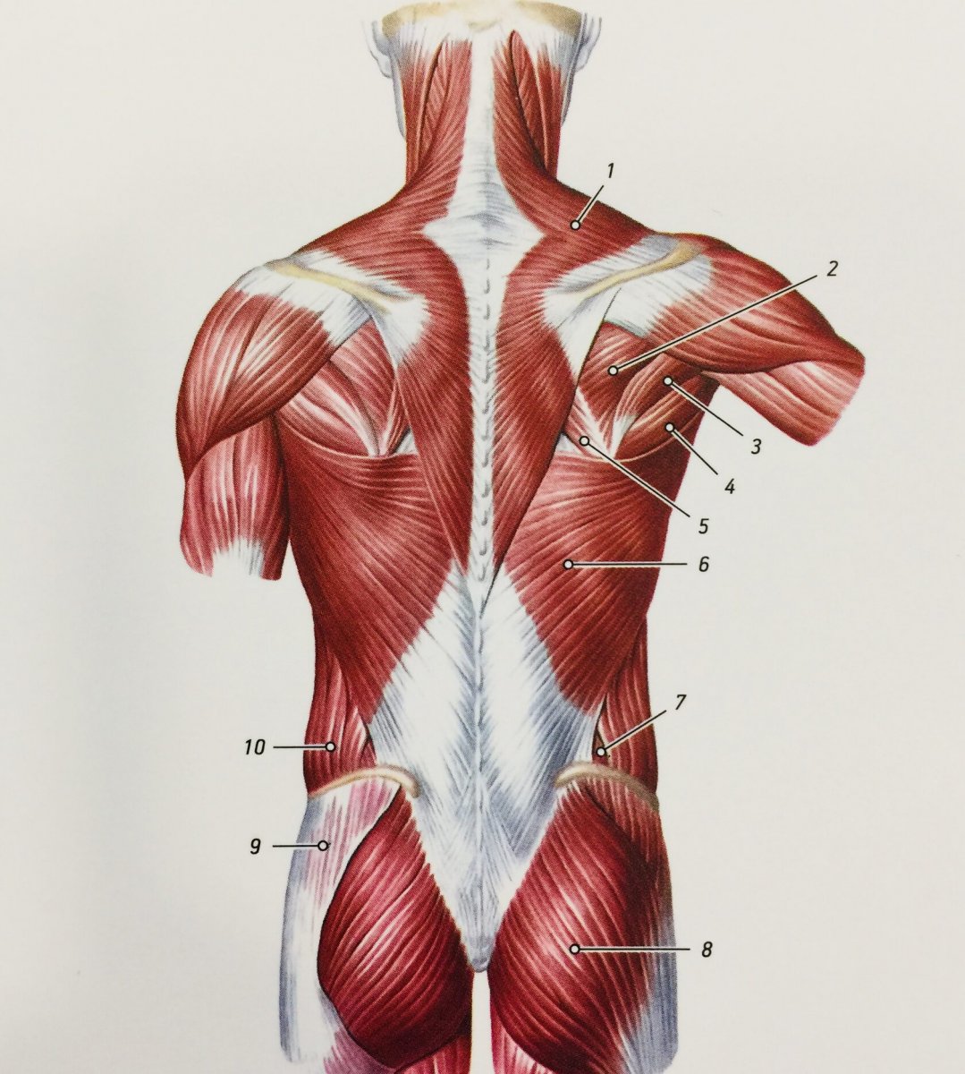 Поверхностные мышцы спины строение