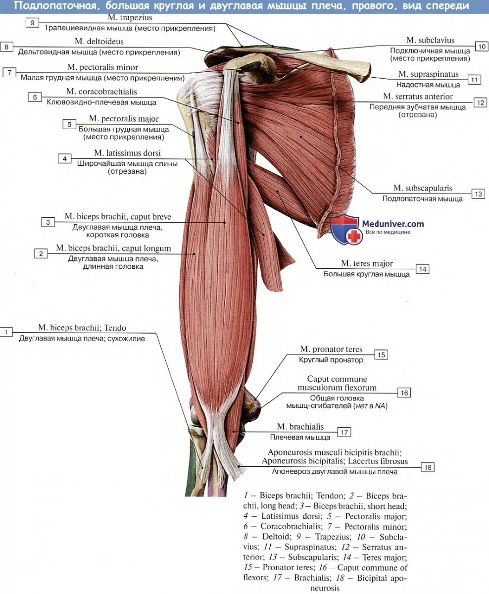 Плечевая мышца (m. brachialis)